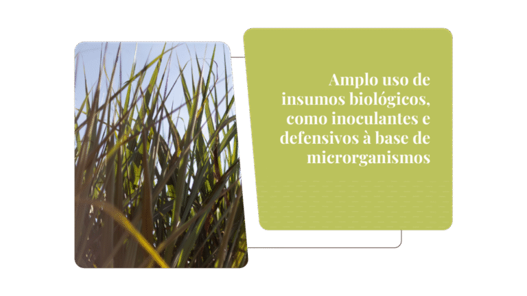 tereos-relatorio-de-sustentabilidade-2025-onepage-v3-22-1-1110x624-c-default